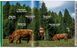 Modern Tree Houses 9783836596435 фото 2