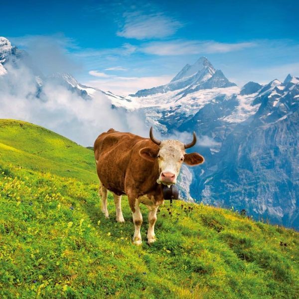 Alpen Kalender 2026 9783959296120 фото
