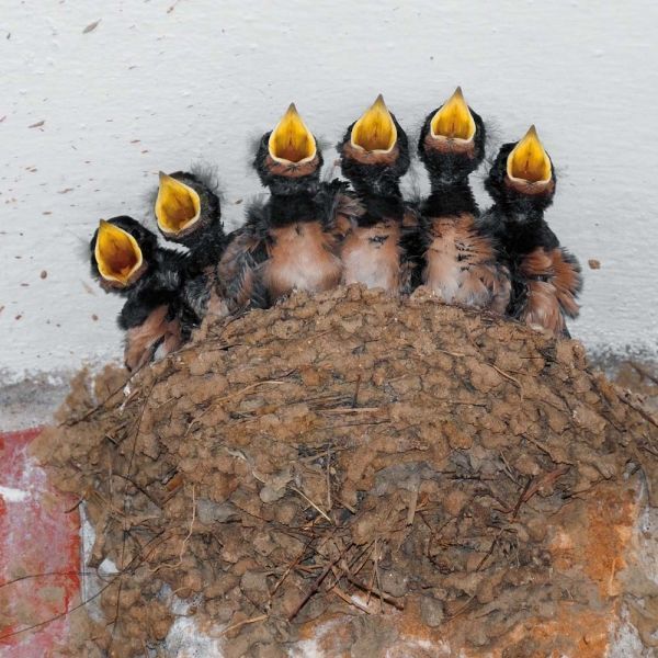 Birds Calender 2026 9783959295239 фото
