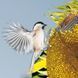 Birds Calender 2026 9783959295239 фото 6