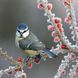 Birds Calender 2026 9783959295239 фото 2