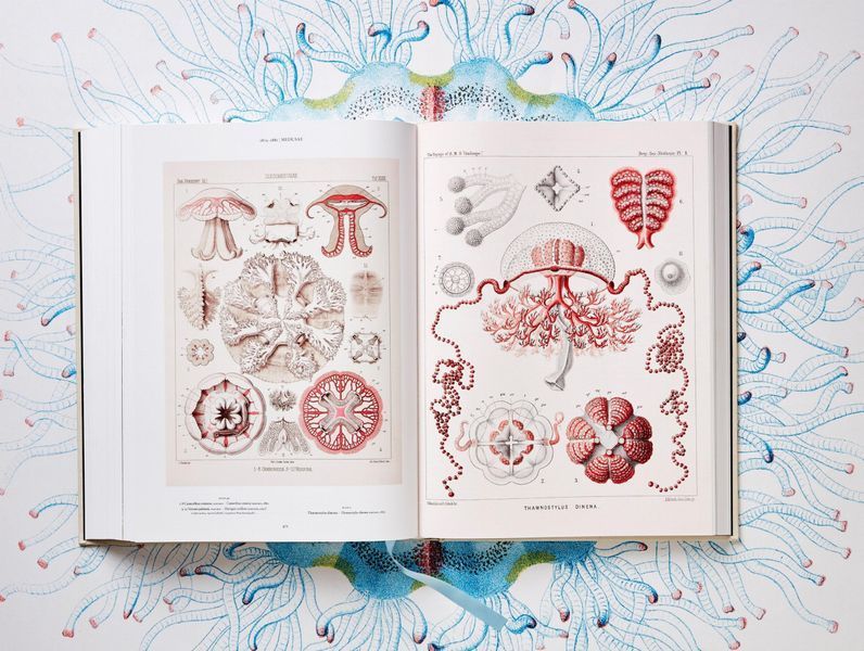 The Art and Science of Ernst Haeckel 9783836526463 фото