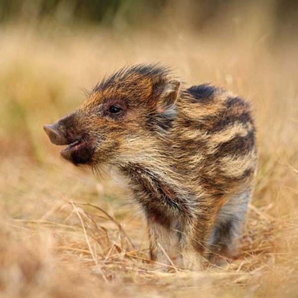 Tierbabys Kalender 2026 9783959296045 фото