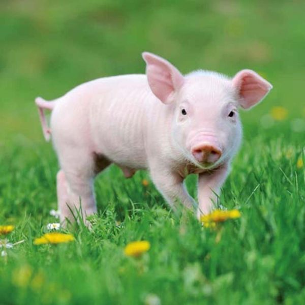 Tierbabys Kalender 2026 9783959296045 фото
