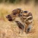 Tierbabys Kalender 2026 9783959296045 фото 12