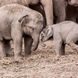 Tierbabys Kalender 2026 9783959296045 фото 8