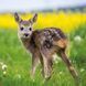 Tierbabys Kalender 2026 9783959296045 фото 5