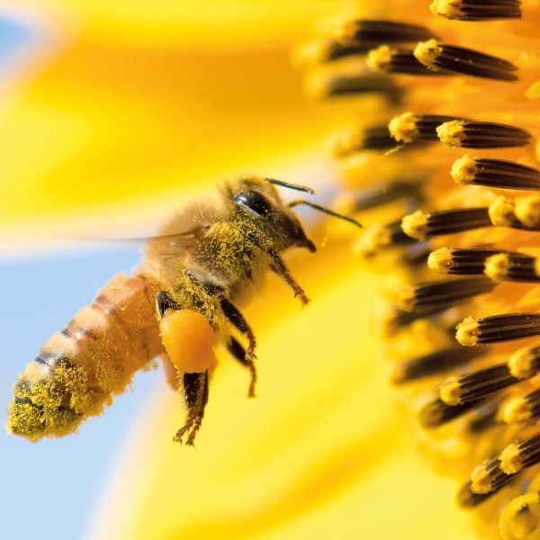 Bienen Kalender 2026 9783959296038 фото