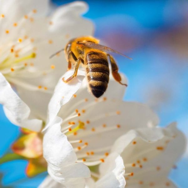 Bienen Kalender 2026 9783959296038 фото