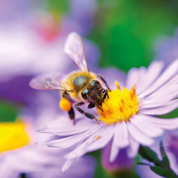 Bienen Kalender 2026 9783959296038 фото