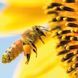 Bienen Kalender 2026 9783959296038 фото 10