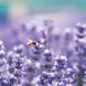 Bienen Kalender 2026 9783959296038 фото 2