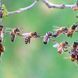 Bienen Kalender 2026 9783959296038 фото 12