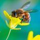 Bienen Kalender 2026 9783959296038 фото 11