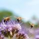 Bienen Kalender 2026 9783959296038 фото 5