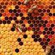 Bienen Kalender 2026 9783959296038 фото 13