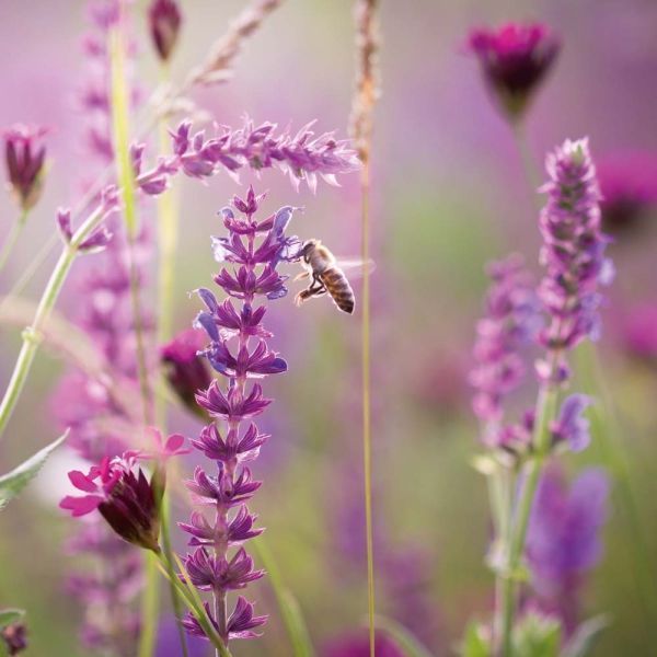 Blumen Kalender 2026 9783959296007 фото