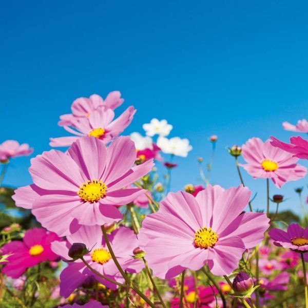 Blumen Kalender 2026 9783959296007 фото