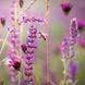 Blumen Kalender 2026 9783959296007 фото 11