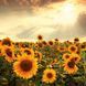 Blumen Kalender 2026 9783959296007 фото 12