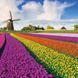 Blumen Kalender 2026 9783959296007 фото 10