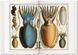 Seba. Cabinet of Natural Curiosities 9783836569064 фото 7