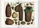 Seba. Cabinet of Natural Curiosities 9783836569064 фото 4