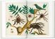Seba. Cabinet of Natural Curiosities 9783836569064 фото 5