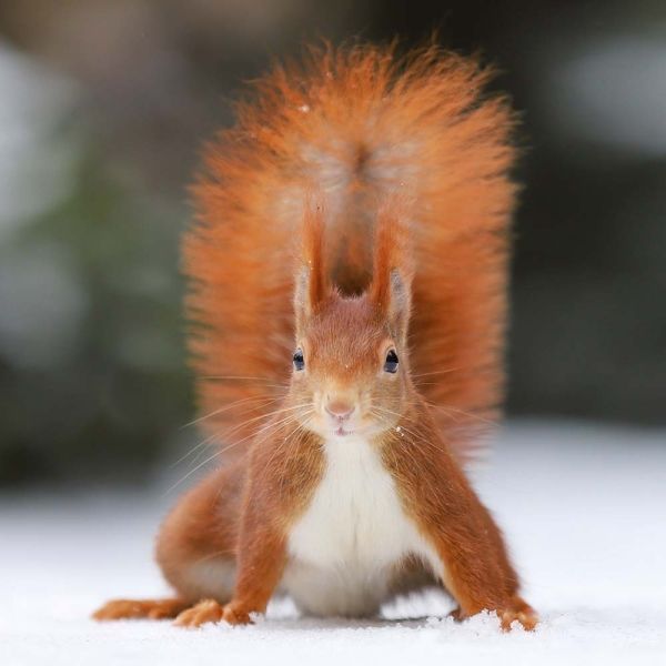 Eichh&ouml;rnchen Kalender 2026 9783959296113 фото