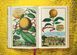J. C. Volkamer. The Book of Citrus Fruits 9783836535250 фото 6