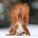 Eichh&ouml;rnchen Kalender 2026 9783959296113 фото 3