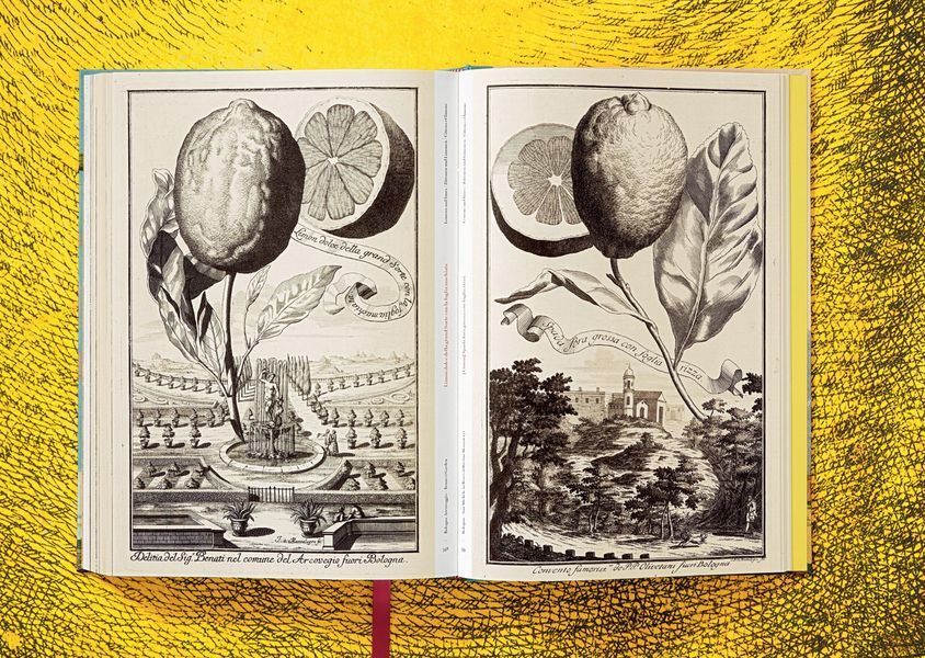 J. C. Volkamer. The Book of Citrus Fruits 9783836535250 фото