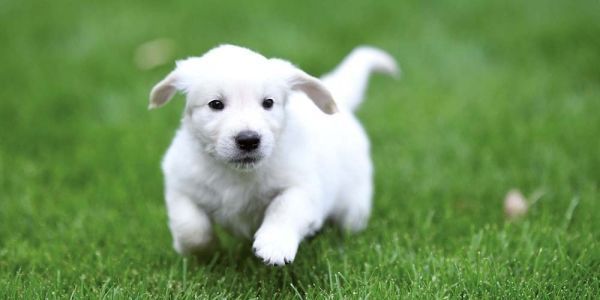 Hundewelpen/Puppy Dogs 2026		 9783959295888 фото