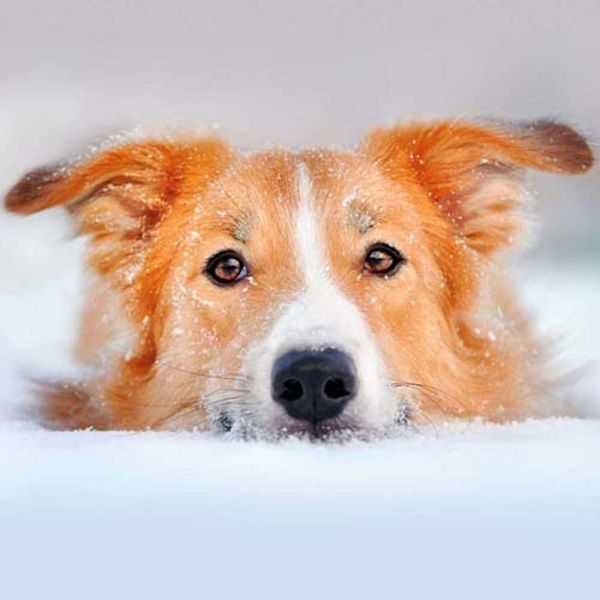 Hundewelpen/Puppy Dogs 2026		 9783959295888 фото