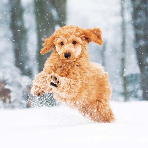 Hundewelpen/Puppy Dogs 2026		 9783959295888 фото