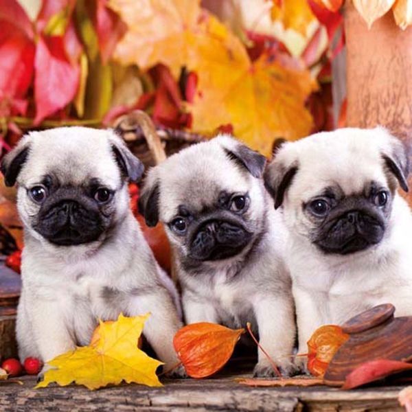 Hundewelpen/Puppy Dogs 2026		 9783959295888 фото