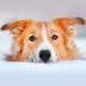 Hundewelpen/Puppy Dogs 2026		 9783959295888 фото 2