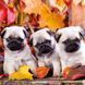 Hundewelpen/Puppy Dogs 2026		 9783959295888 фото 12