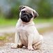 Hundewelpen/Puppy Dogs 2026		 9783959295888 фото 3