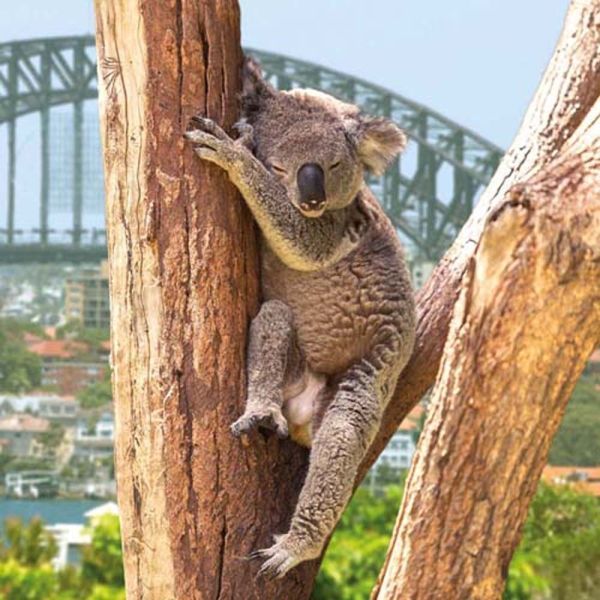 Koalas Kalender 2026 9783959296106 фото