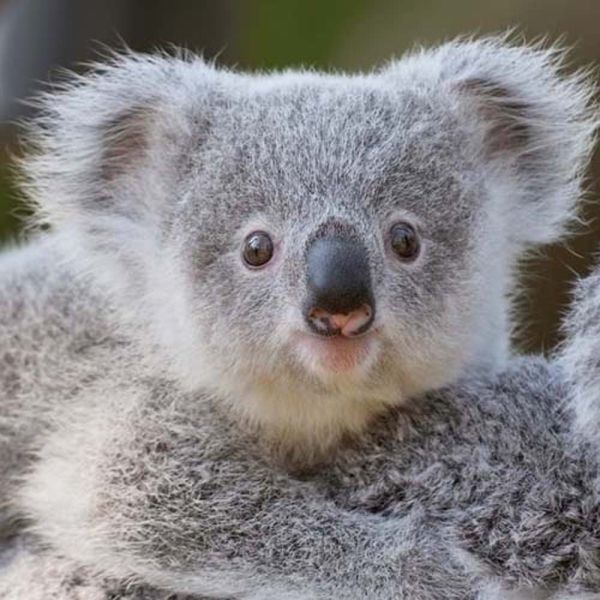 Koalas Kalender 2026 9783959296106 фото