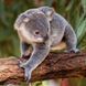 Koalas Kalender 2026 9783959296106 фото 5