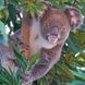 Koalas Kalender 2026 9783959296106 фото 12