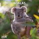 Koalas Kalender 2026 9783959296106 фото 1