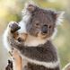 Koalas Kalender 2026 9783959296106 фото 3