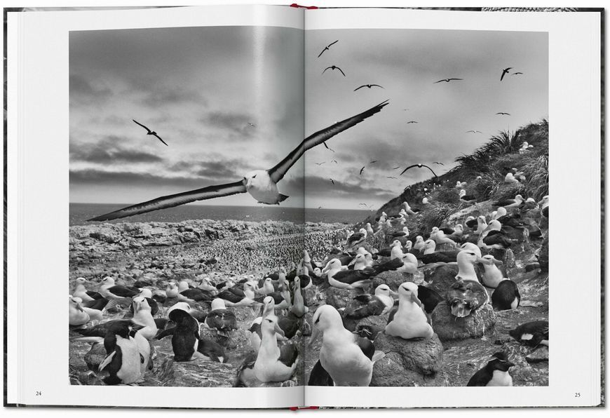 Sebasti&atilde;o Salgado. Genesis 9783836594011 фото