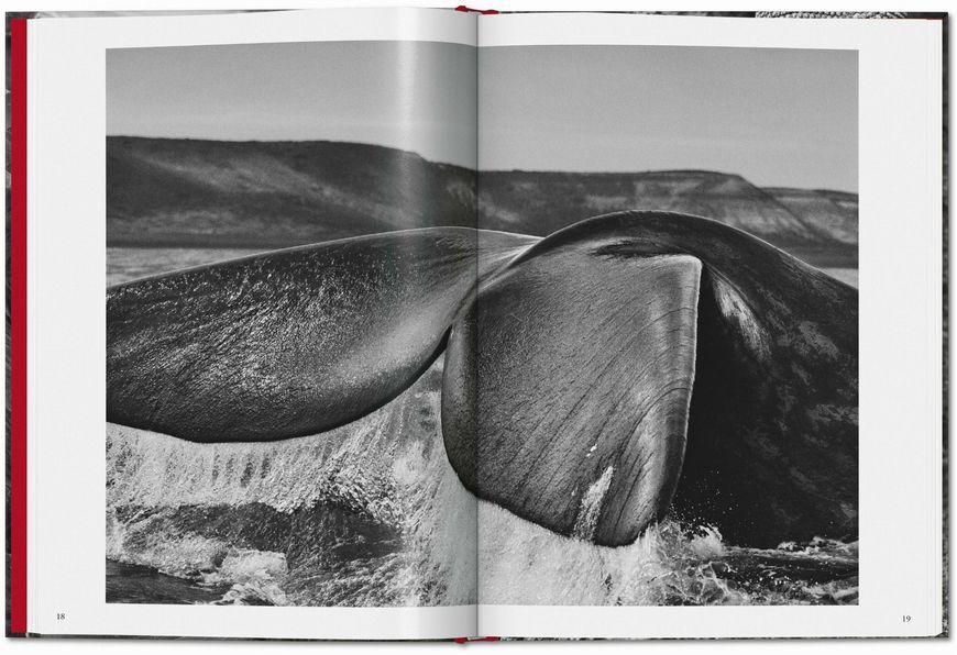 Sebasti&atilde;o Salgado. Genesis 9783836594011 фото