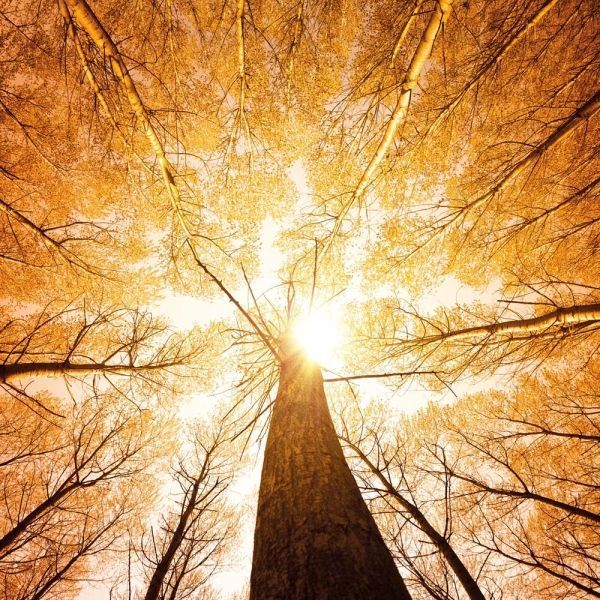 Deep Forest Calender 2026 9783959295260 фото