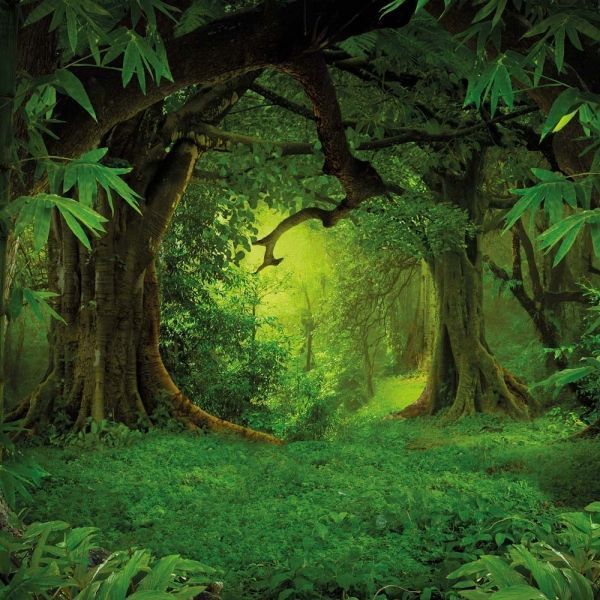 Deep Forest Calender 2026 9783959295260 фото