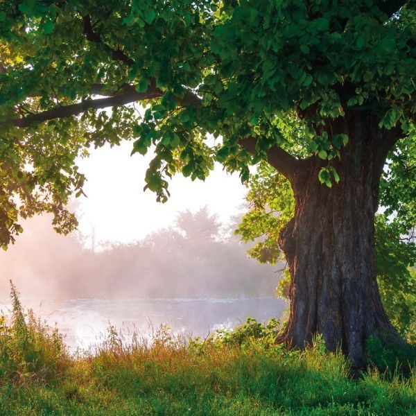 Deep Forest Calender 2026 9783959295260 фото